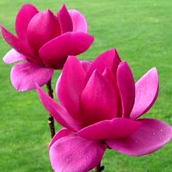 MAGNOLIE ´CLEOPATRA´ ko 5L
