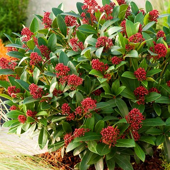 SKIMIE JAPONSKÁ ´RUBELLA´ kont. 2L