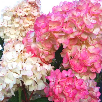 HORTENZIE ´PINK LADY´ v kont. 1,4L