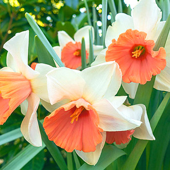 NARCIS ´CHROMACOLOR´ kont. 2L