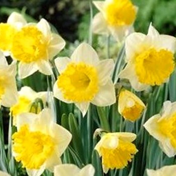 NARCIS ´LAS VEGAS´ kont. 2L