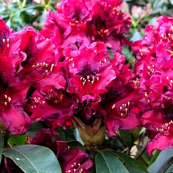 RHODODENDRON ´KALI´