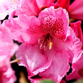 RHODODENDRON CLAUDIUS