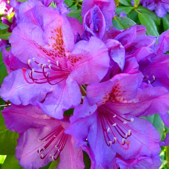 RHODODENDRON XXL ´CATAWBIENSE GRANDIFLORUM´  kont. 3L