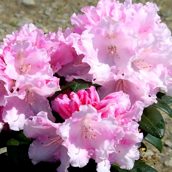 RHODODENDRON XXL ´SILBERWOLKE´ - zakrslý kont. 4L