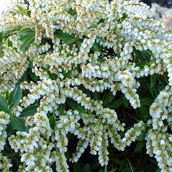 PIERIS ´SARABANDE´(Pieris japonica Sarabande) 