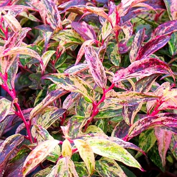 LEUCOTHOE ´RAINBOW´ (Leucothoe walteri Rainbow) 