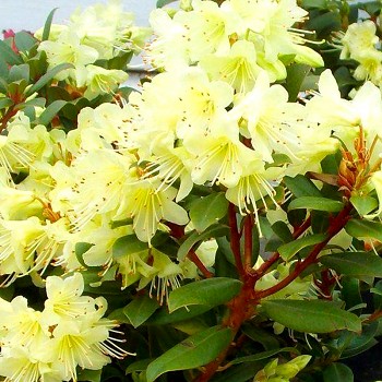 JAPONSKÝ RHODODENDRON XXL ´PRINCESS ANNE´ kont. 1,5L