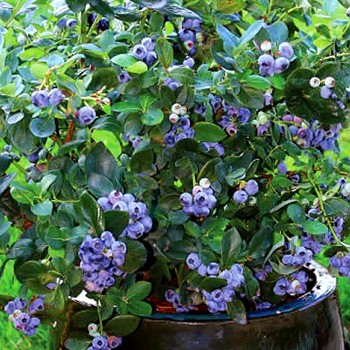 / ČTYŘLETÁ / KANADSKÁ BORŮVKA ´SUNSHINE BLUE´ stálezelená zakrslá