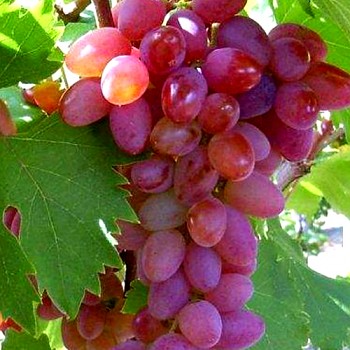 RÉVA RŮŽOVÁ ´JUPITER´ bezsemenná