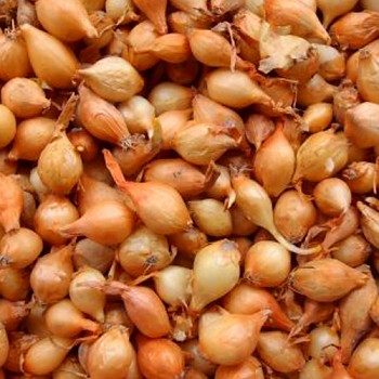 SAZEČKA ŠTUTGART 250g