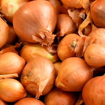 SAZEČKA ŠALOTKA ŽLUTÁ ´GOLDEN GOURMET´ 500g