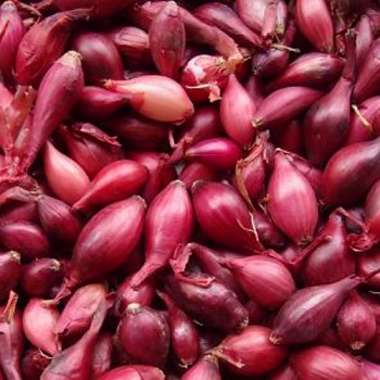 SAZEČKA ČERVENÁ ´KARMEN´ 250g