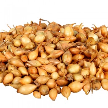 SAZEČKA STURON 250 G