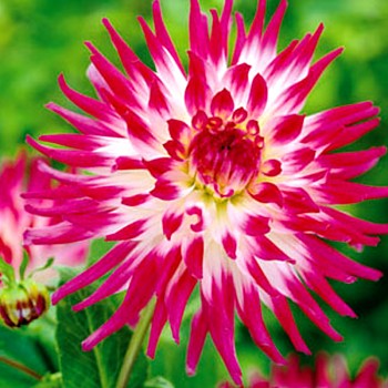 JIŘINA ´DUTCH EXPLOSION´