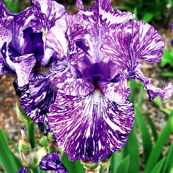 KOSATEC ´GERMANICA BATIK´   (1 hlíza)