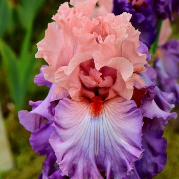 KOSATEC ´GERMANICA CRAZY FOR YOU´  (1 hlíza)