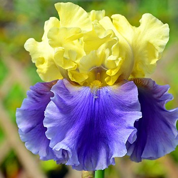 KOSATEC ´GERMANICA EDITH WOLFORD´  (1 hlíza)