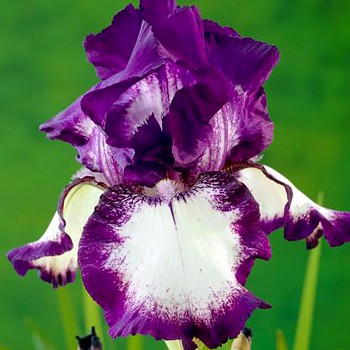 KOSATEC ´GERMANICA LOOP THE LOOP´   (1 hlíza)