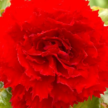 BEGÓNIE TŘEPENITÁ RED (3 cibule)