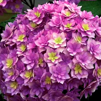 HORTENZIE ´EXPRESSION®´ kont. 3L