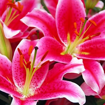 LILIE ´STARGAZER´   kont. 2litry