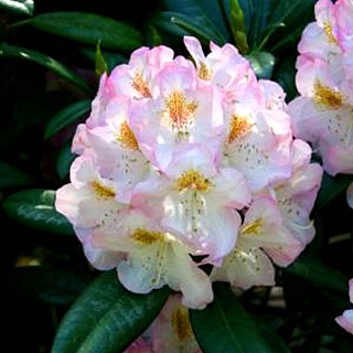 RHODODENDRON XXL ´BRIGITTE´
