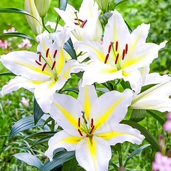 LILIE ´BAFERRARI´ (2 cibule)