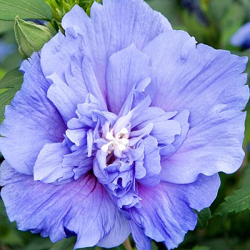 IBIŠEK SYRSKÝ ´BLUE CHIFFON´® kmínek 50 cm