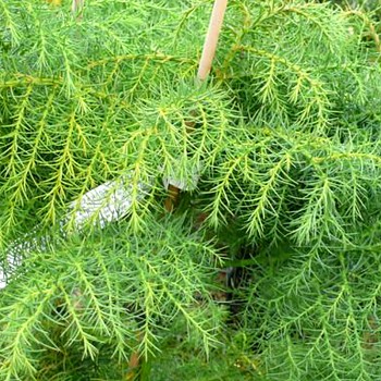 KRYPTOMÉRIE JAPONSKÁ ´ELEGANS VIRIDIS´ kont. 2,5L