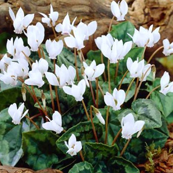 BRAMBOŘÍK BŘEČŤANOLISTÝ ´PERLENTEPPICH´