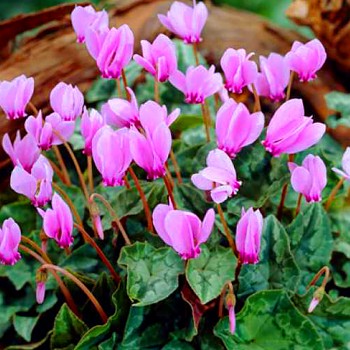 BRAMBOŘÍK BŘEČŤANOLISTÝ ´ROSENTEPPICH´