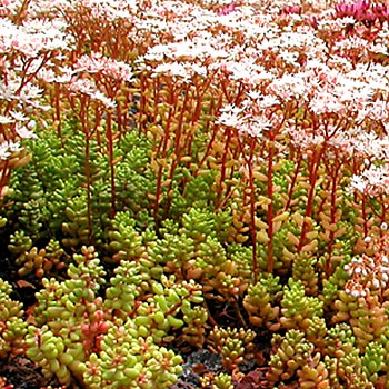 ROZCHODNÍK ´CORAL CARPET´