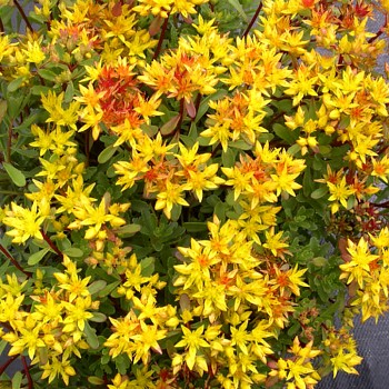 ROZCHODNÍK ´WEIHENSTEPHANER GOLD´