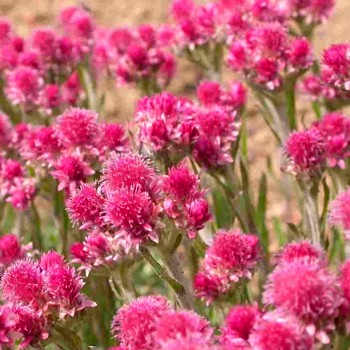 KOCIÁNEK DVOUDOMÝ ´RUBRA´