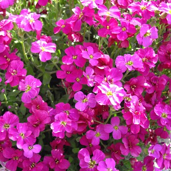 TAŘIČKA ´AXCENT BURGUNDY´