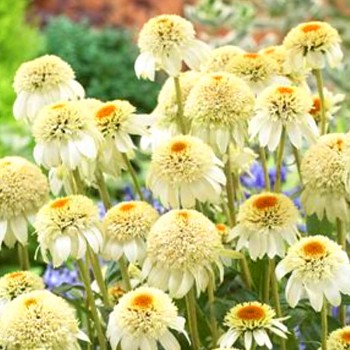 TŘAPATKA NACHOVÁ ´MILKSHAKE®´ ko 2L