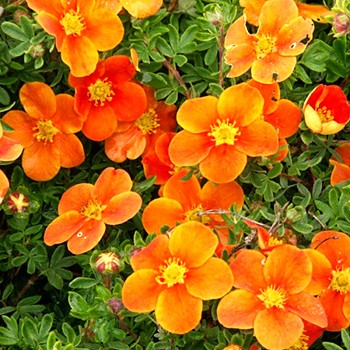 MOCHNA ´HOPLEY´S ORANGE´ ko 1,5L