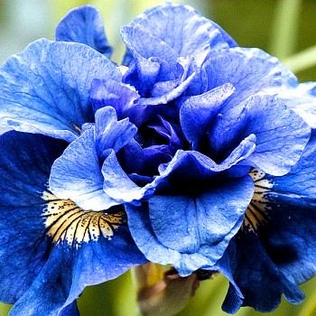 KOSATEC SIBIRICA´CONCORD CRUSH´  (1 hlíza)