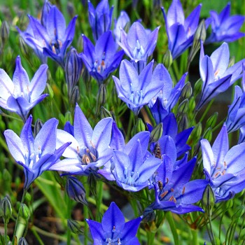 TRITELEIA ´CORRINA´ (25 cibulí)