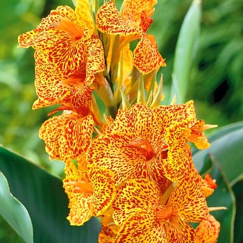 DOSNA PICASSO (1 hlíza)