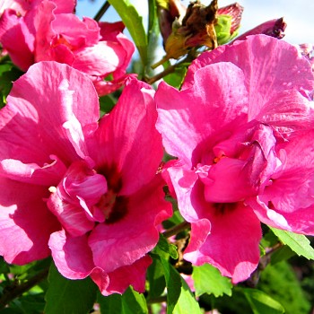 IBIŠEK SYRSKÝ ´DUC DE BRABANT´ kont. 4L