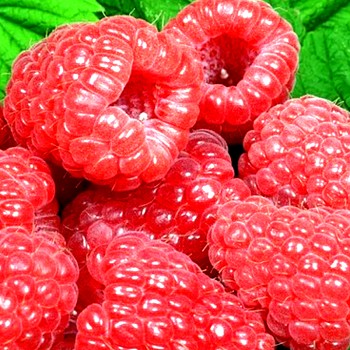 MALINÍK ´GLEN DEE´® XL v kont. 2L