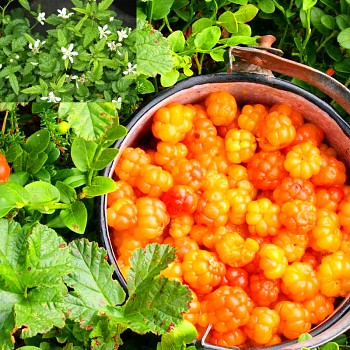 OSTRUŽINÍK ŽLUTÝ - ČÍNSKÝ XL (Rubus xanthocarpus) kont. 2litry