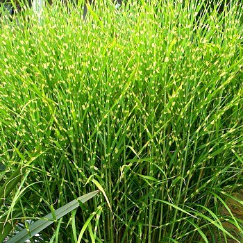 OZDOBNICE ČÍNSKÁ ´ZEBRINUS´ kont. 2L