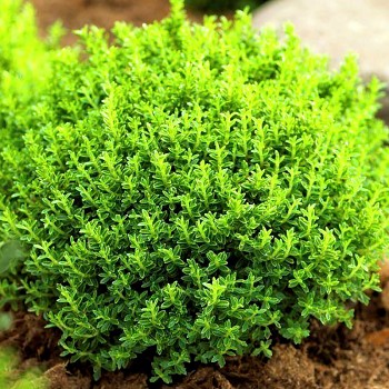 HEBE ´GREEN GLOBE´