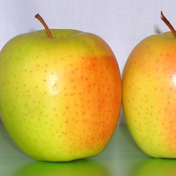 JABLOŇ GOLDEN DELICIOUS - Podnož MM106