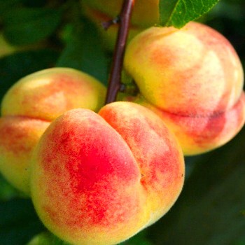 BROSKVOŇ TESKA - Podnož Montclar