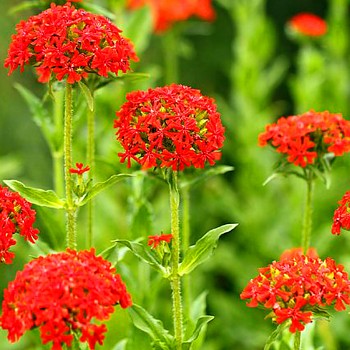 KOHOUTEK PLAMENNÝ (Lychnis chalcedonica) 