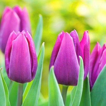 TULIPÁN ´PURPLE´ kont. 2L